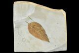 Fossil Hackberry (Celtis) Leaf - Montana #105191-1